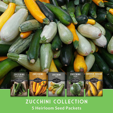 Assorted zucchinis with seed packets for a zucchini collection on a green background
