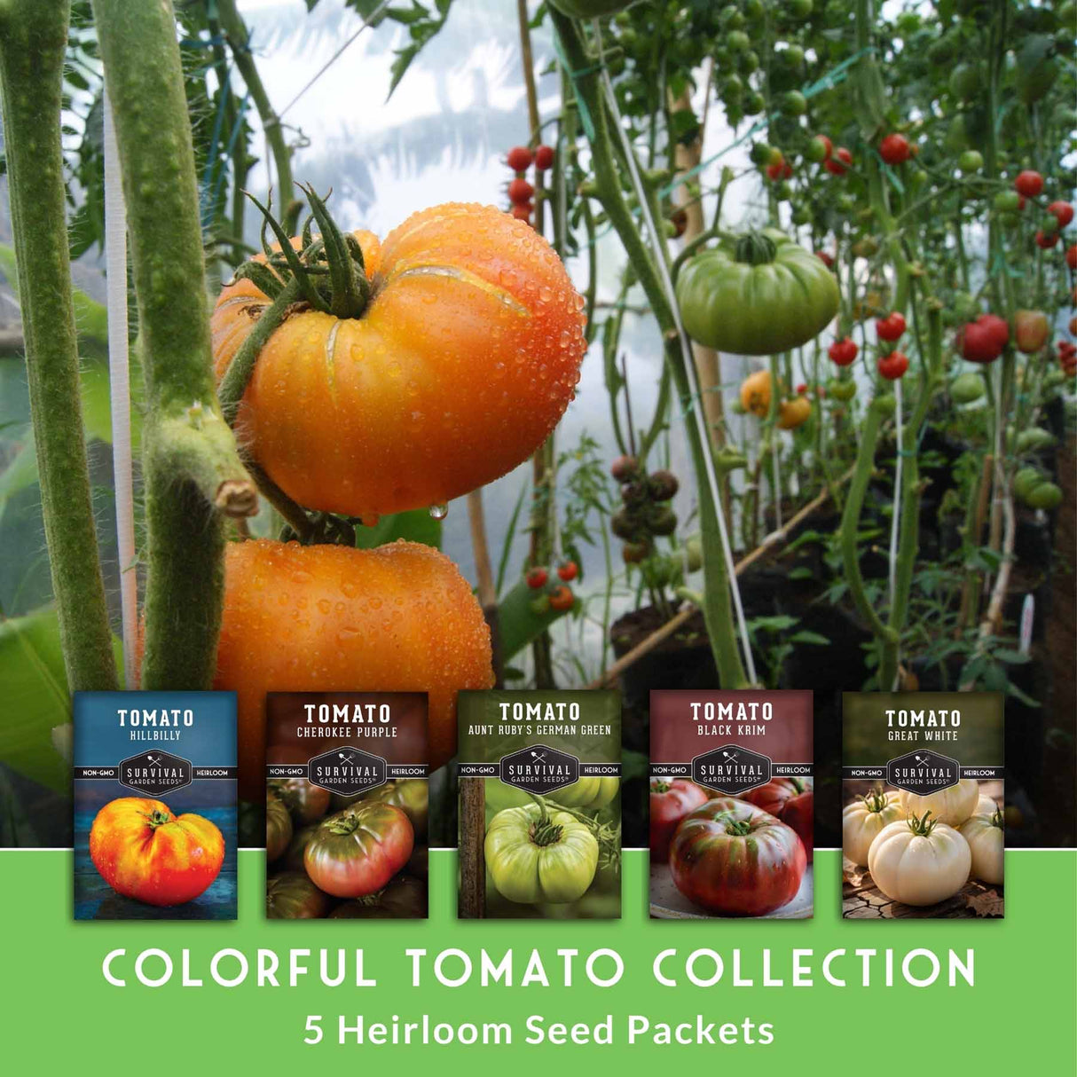 Colorful tomato collection with seed packets in front of a tomato plant.