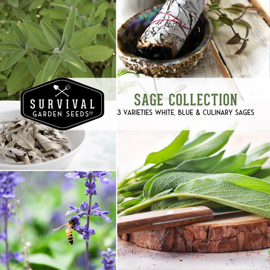 Sage Collection - 3 varieties white blue and culinary