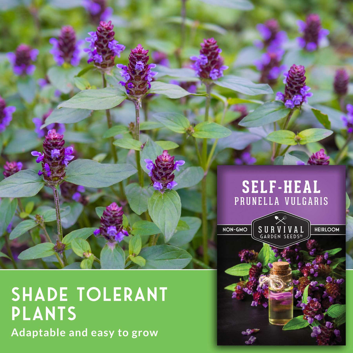 Self heal plants with seed packet and text that says Shade tolerant plants
