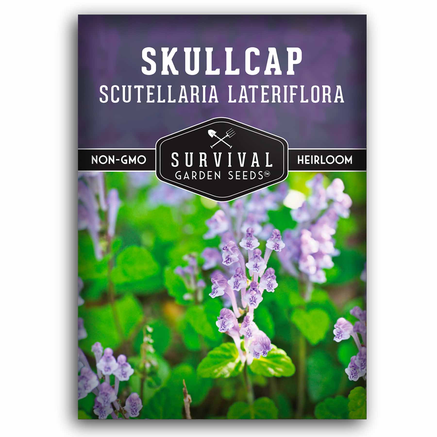 1 packet of Skullcap seeds