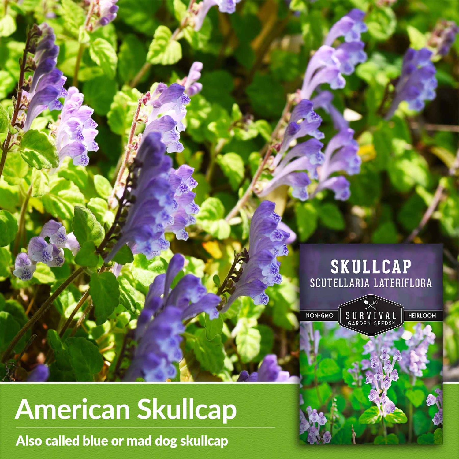 American skullcap