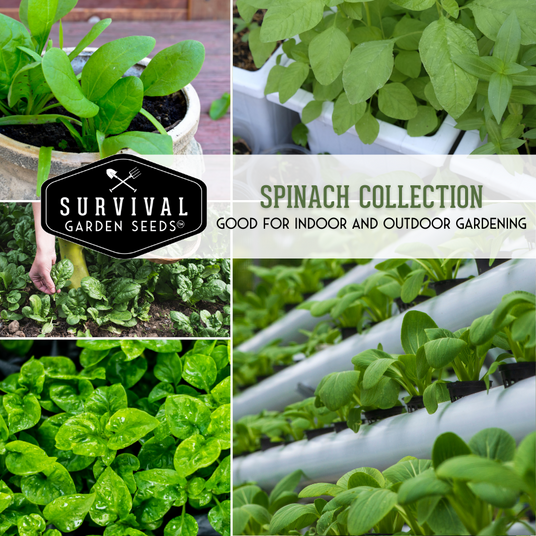 Spinach collection - good for indoor and outdoor gardening