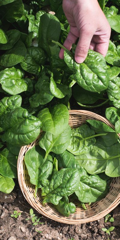 Spinach leaves