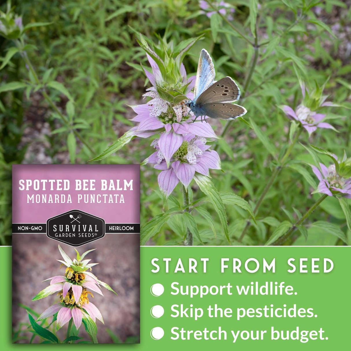 Spotted Bee Balm seed packet with a butterfly on a flower, surrounded by greenery.