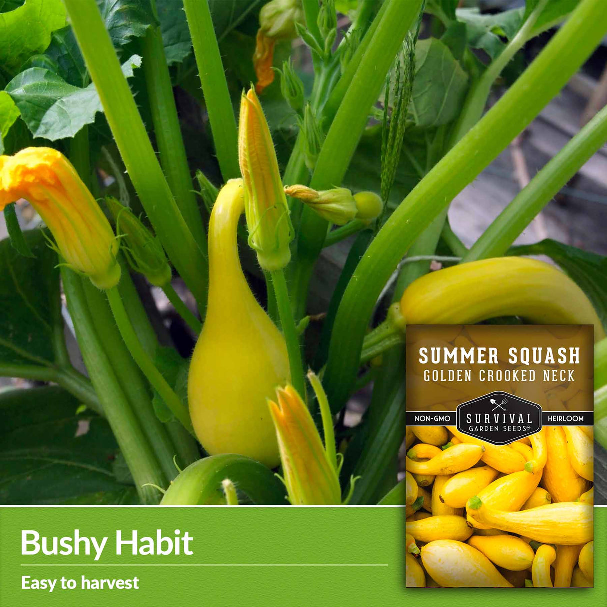 Bushy Habit