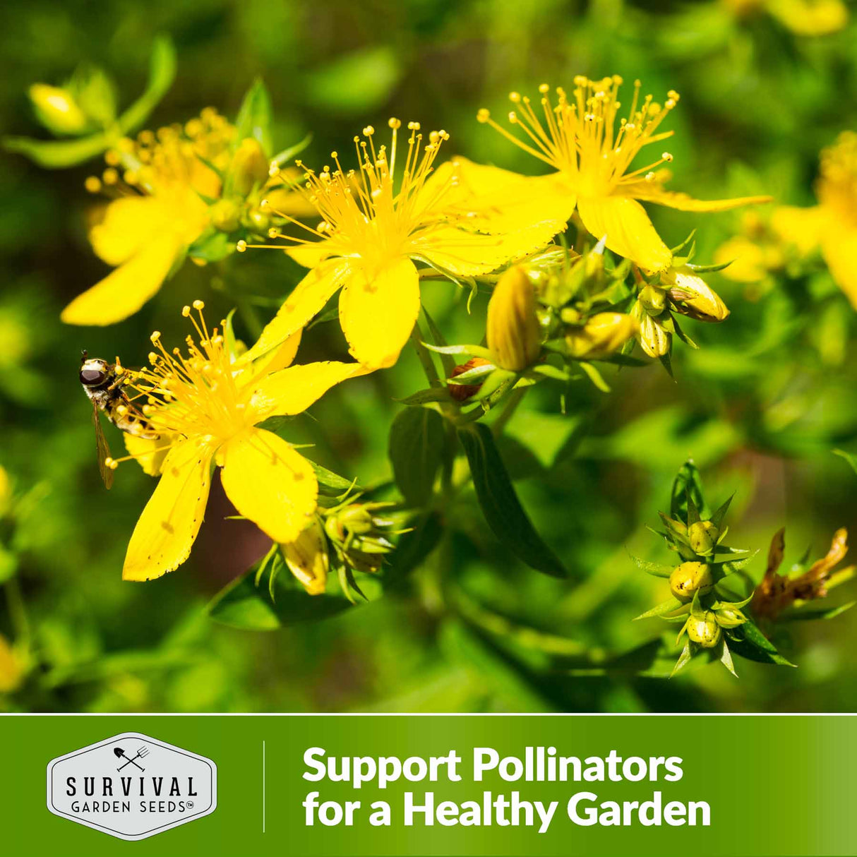 support pollinators for a healthy garden
