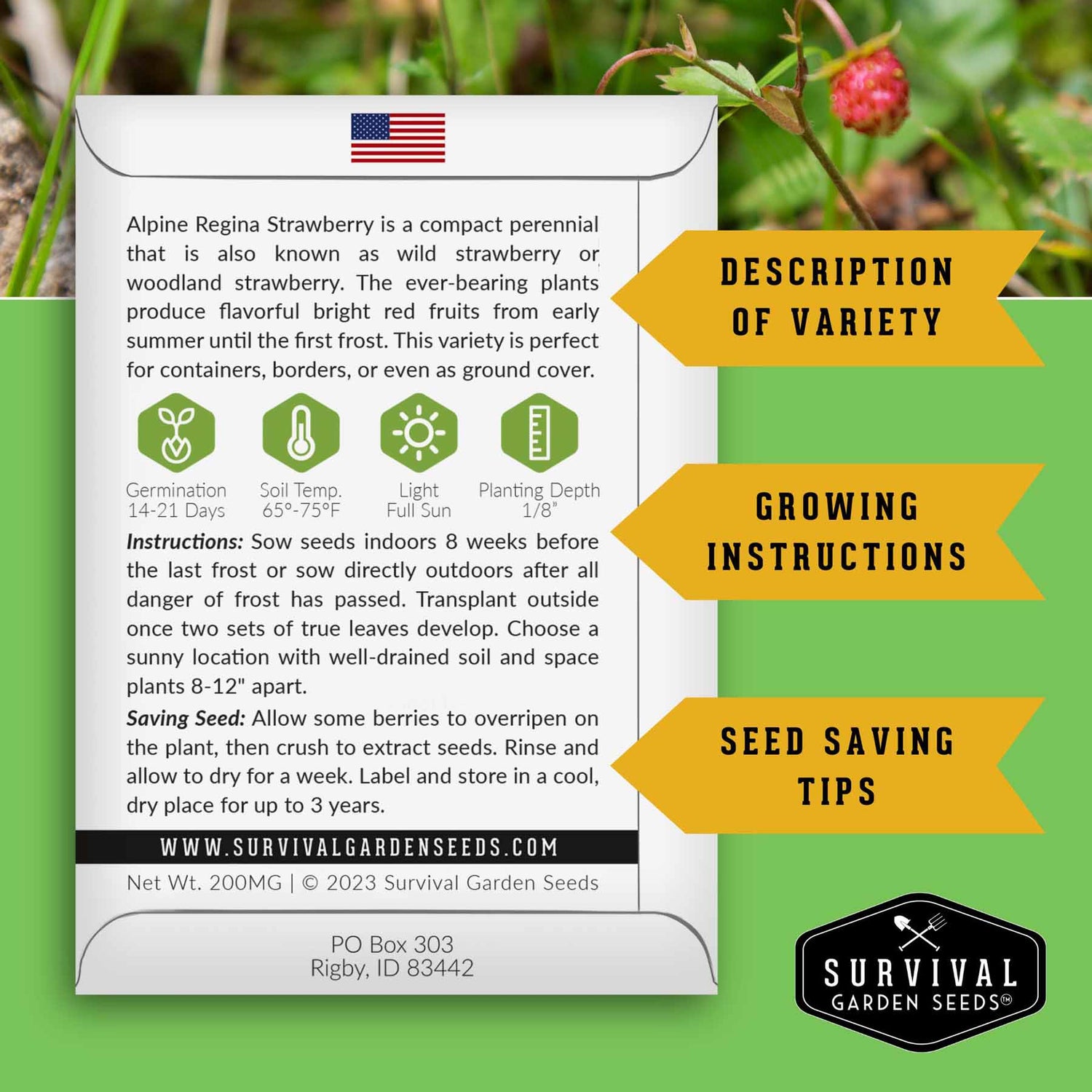 Alpine Regina strawberry growing instructions
