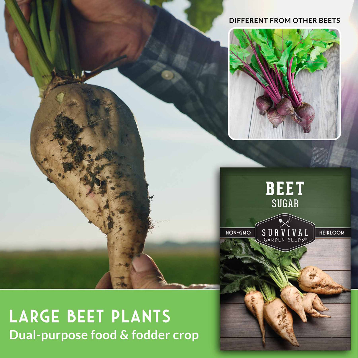 Sugar Beet Seeds - High Sucrose Root Vegetable