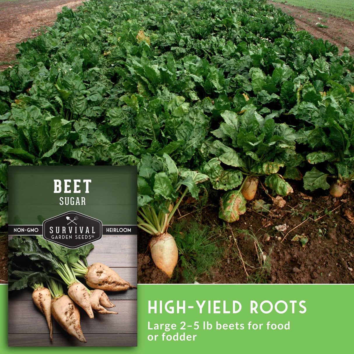 Beet plants growing in a field with a product label for Survival Garden Seeds.