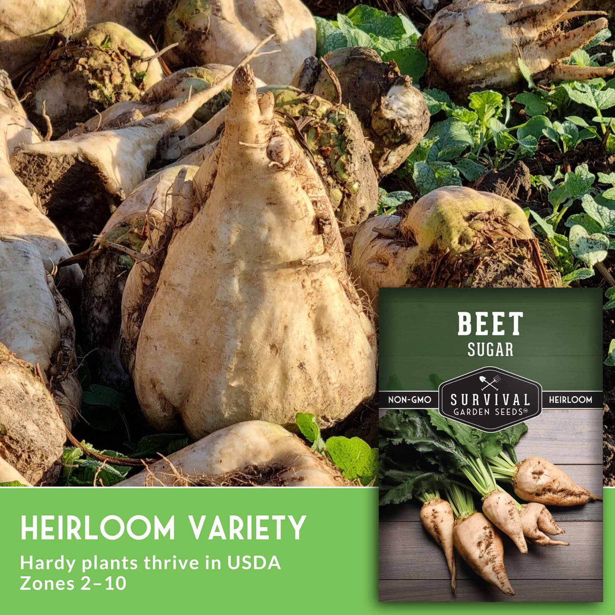 Beet sugar with a seed packet labeled 'Survival Garden Seeds' on a natural background.