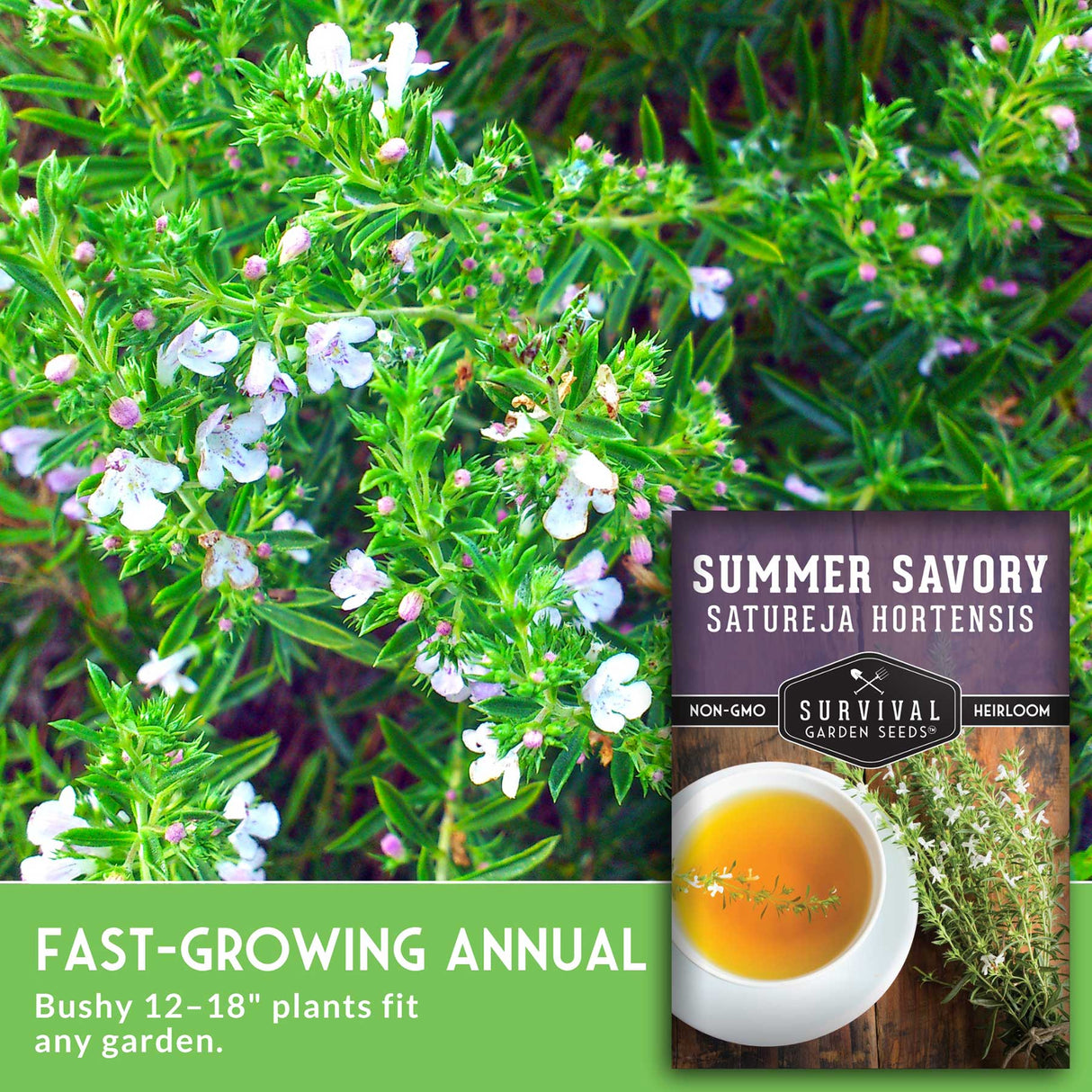 Summer savory plant with a package and cup of tea on a green background
