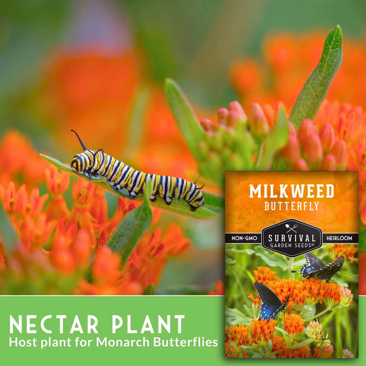 Butterfly milkweed plant with a caterpillar andSurvival Garden Seeds packaging.