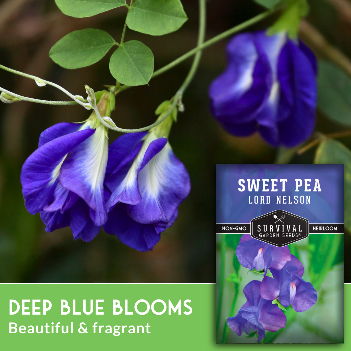Sweet pea flowers with a seed packet labeled 'Lord Nelson' on a green background