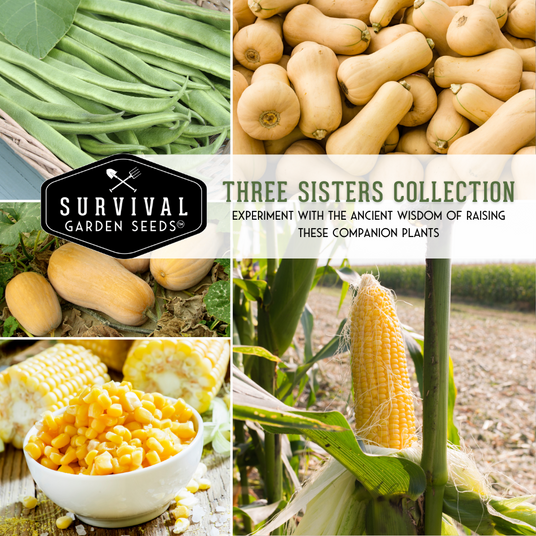 Three Sisters collection -experiment with the ancient wisdom of raising these companion plants