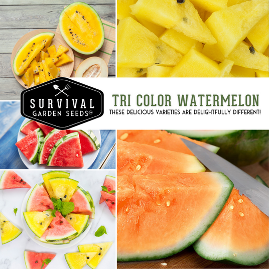 Tri Color Watermelon - These delicious varieties are delightfully different