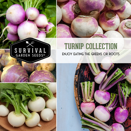 Turnip collection - enjoy eating the greens or roots