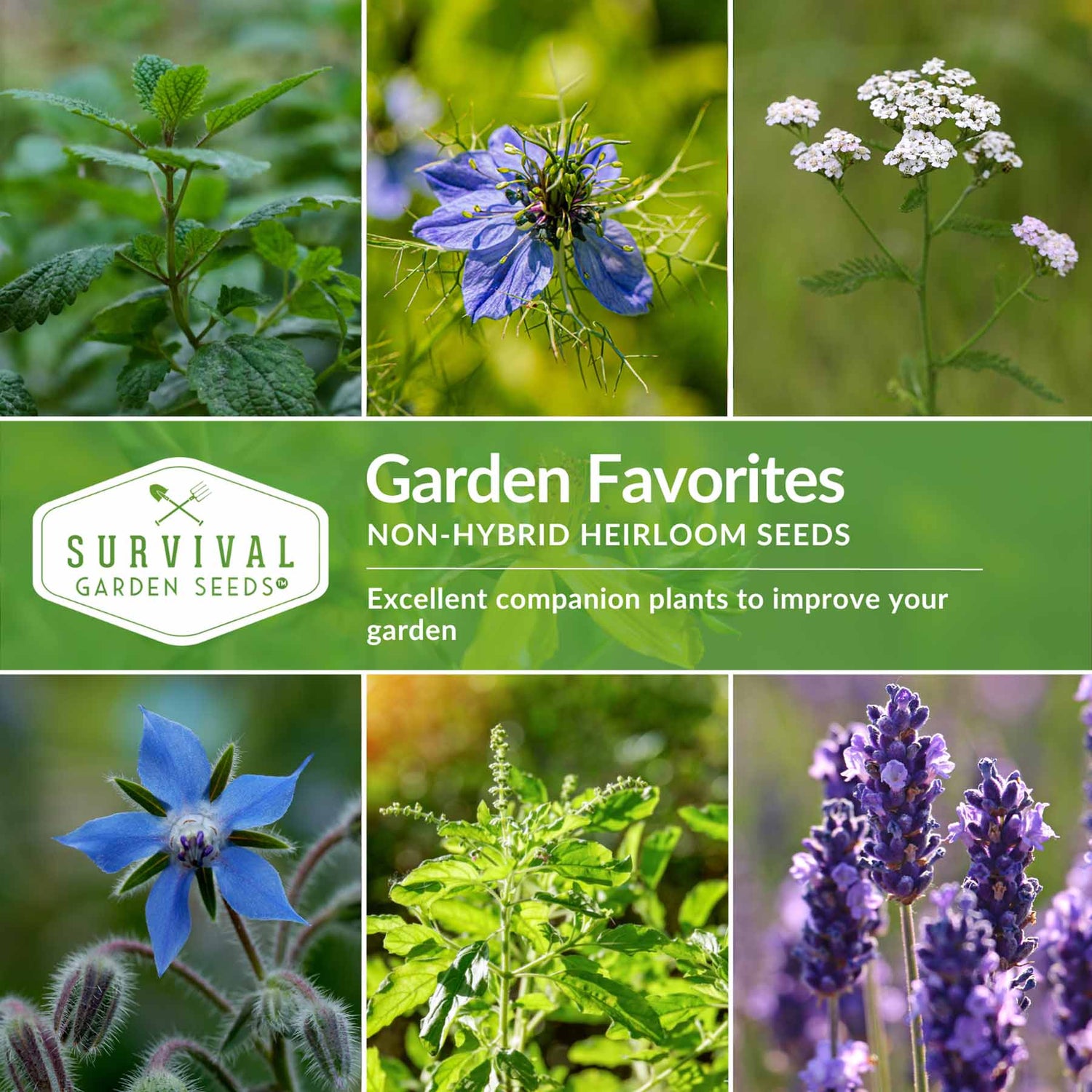 Medicinal Herbs are Garden Favorites