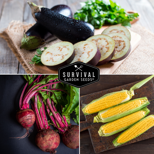 Eggplant, corn and beets