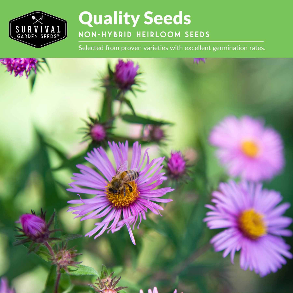 Seed packet label for Survival Garden Seeds non-hybrid heirloom seeds, featuring a green header with white text over a photo of purple asters with a bee on one flower.