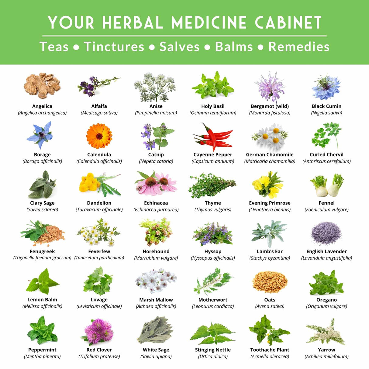 Illustration of various herbs with their names on a white background, titled 'Your Herbal Medicine Cabinet'.