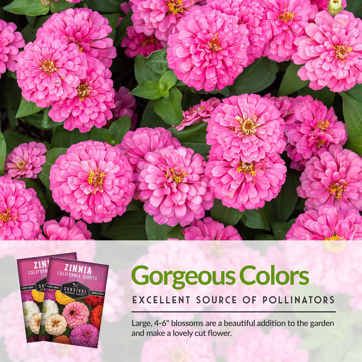 Gorgeous Colors