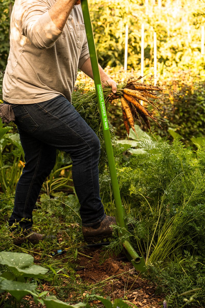 Man using broadfork in the garden to pull carrots