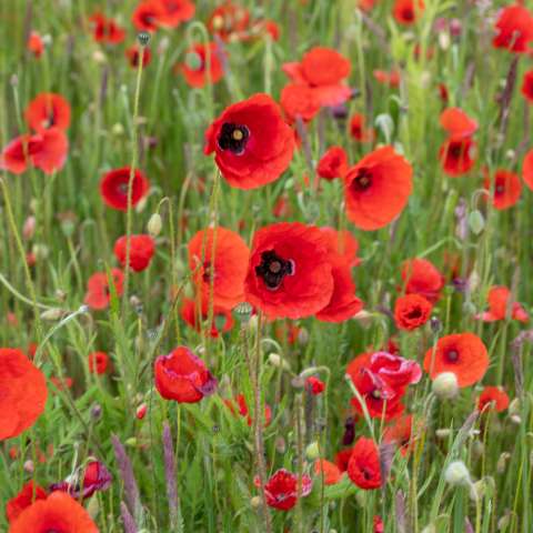Poppy seeds for planting