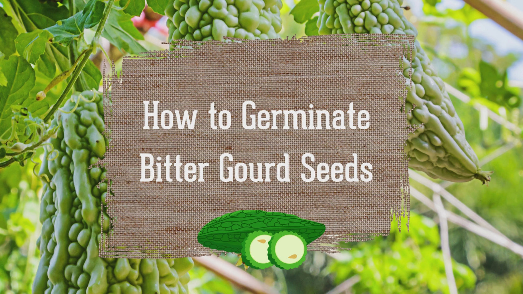 How to Germinate Bitter Melon Seeds
