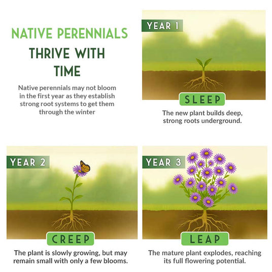 Diagram showing the growth stages of a native perennial plant over three years.