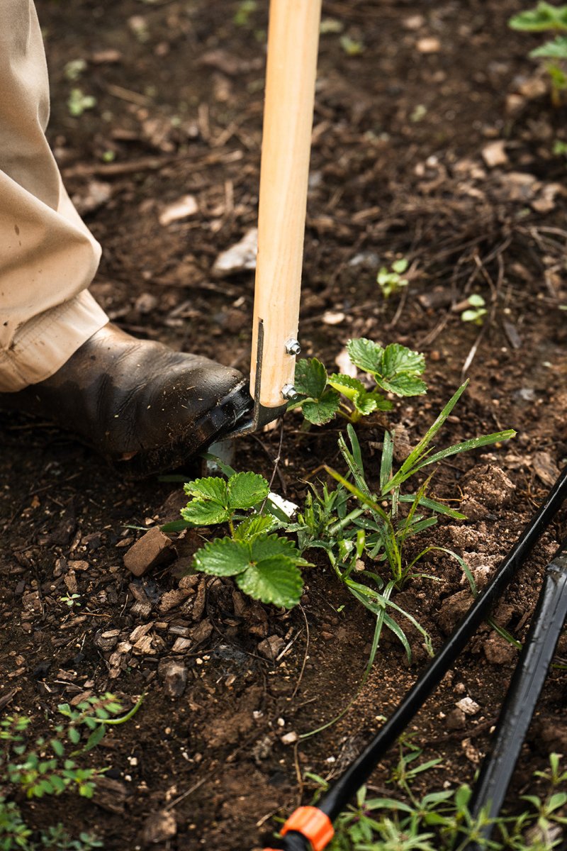 Using a cultivator in the garden