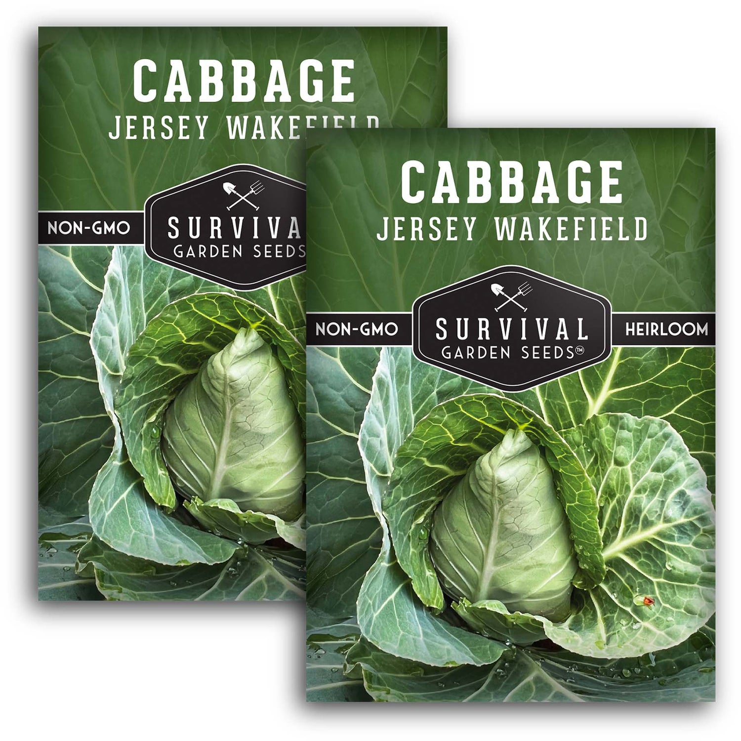 Jersey Wakefield Cabbage Seeds – Heirloom Non-GMO, Early-Maturing Pointed Cabbage for Compact Gardens
