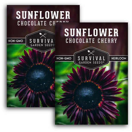 Chocolate Cherry Sunflower Seeds - Deep Burgundy Sunflower