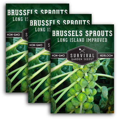 Long Island Improved Brussels Sprout Seeds – Heirloom Favorite