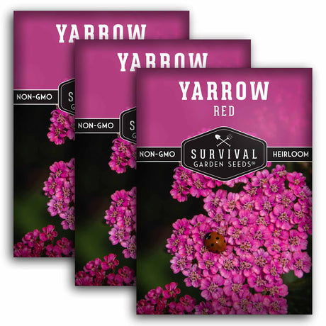 Pink Yarrow Seeds – Achillea millefolium var. rubra Heirloom Perennial with Reddish-Pink Blooms for Medicinal & Pollinator Gardens