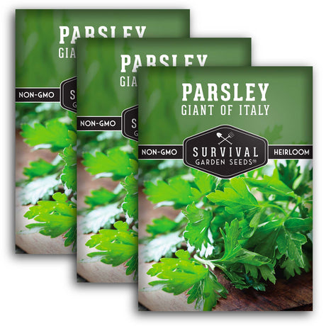 Giant of Italy Parsley Seeds – Heirloom Non-GMO Italian Flat Leaf Herb for Cooking, Drying & Garden Harvests