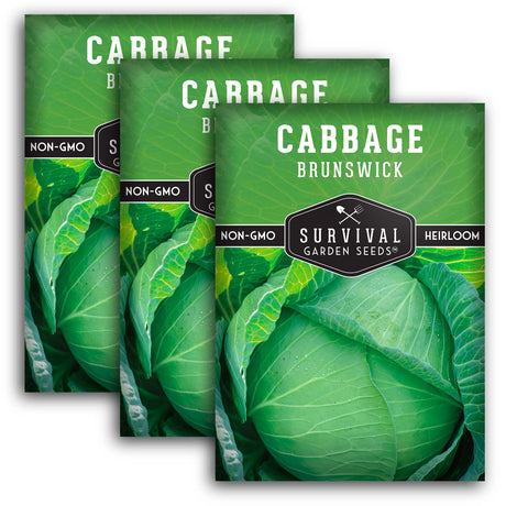 Brunswick Cabbage Seeds – Heirloom Non-GMO, Cold-Hardy Green Cabbage for Fall and Winter Gardens