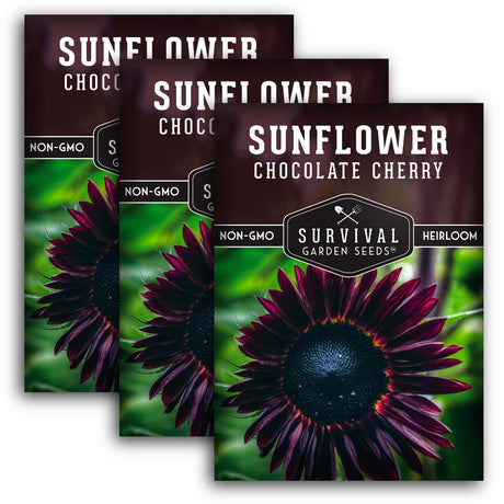 Chocolate Cherry Sunflower Seeds - Deep Burgundy Sunflower