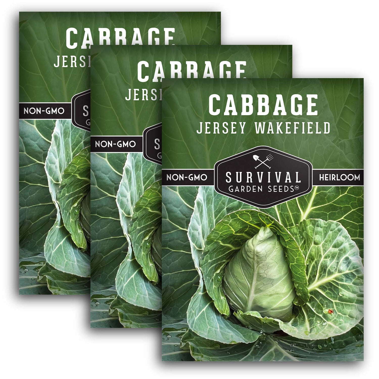 Jersey Wakefield Cabbage Seeds – Heirloom Non-GMO, Early-Maturing Pointed Cabbage for Compact Gardens
