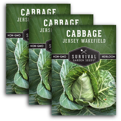 Jersey Wakefield Cabbage Seeds – Heirloom Non-GMO, Early-Maturing Pointed Cabbage for Compact Gardens