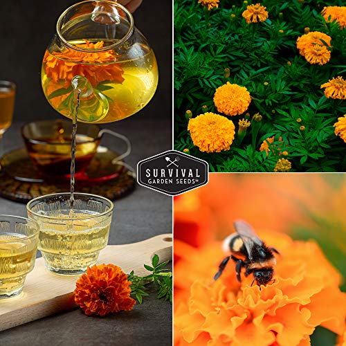 Crackerjack Marigold Seed