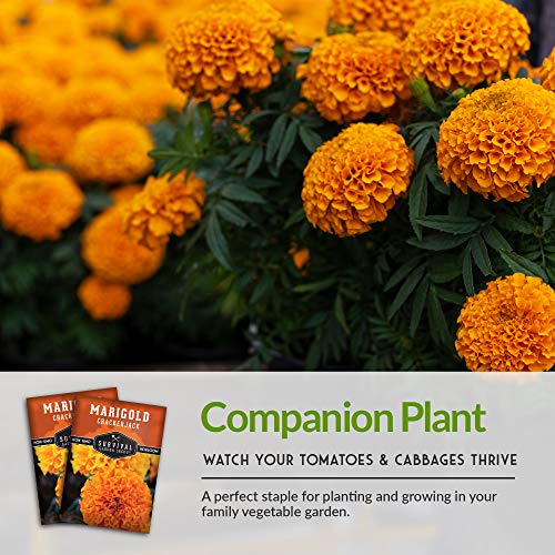 Crackerjack Marigold Seed