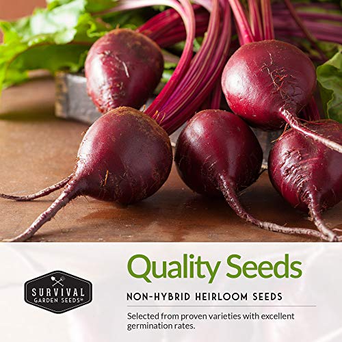 Beet Collection - Cylindra, Ruby Queen, Detroit Dark Red, & Detroit Golden Beet Seeds