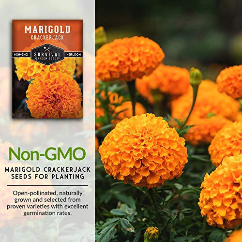 Crackerjack Marigold Seed