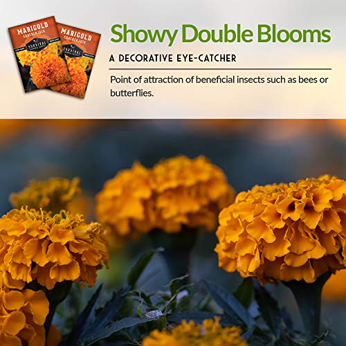 Crackerjack Marigold Seed