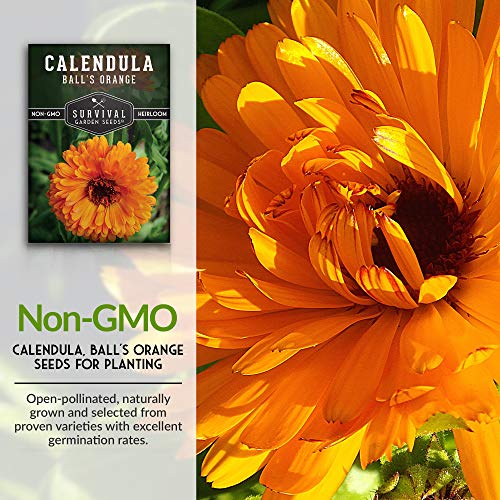 Ball’s Orange Calendula Seeds – Heirloom Medicinal Herb & Edible Flower with Brilliant Double Orange Blooms (Calendula officinalis)
