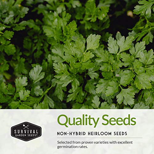 Popular Herb Seed Collection – 5 Heirloom Non-GMO Herbs for Culinary & Garden Use (Spearmint, Basil, Cilantro, Lavender & Parsley) – Indoor or Outdoor Growing Kit