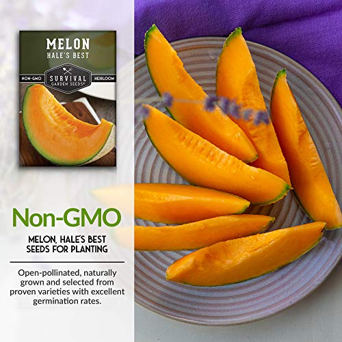 Organic Green Flesh Honeydew Melon - 1 G ~30 Seeds - Heirloom, Gardeni