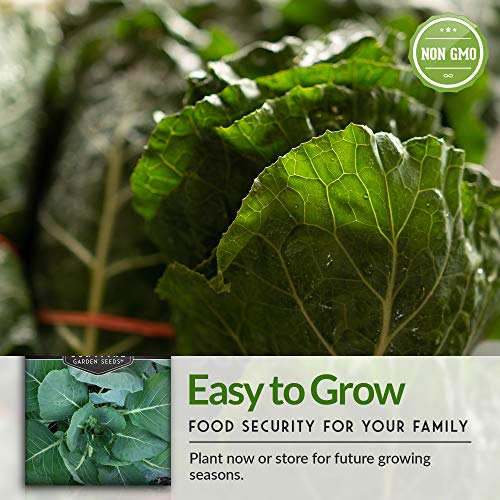  Fall Winter Vegetable Seeds Collection, 3000 Seeds, 9 Heirloom  Non GMO Varieties, Broccoli, Cabbage, Carrot, Cauliflower, Kale, Romaine  Lettuce, Sweet Peas, Radish, Spinach. : Patio, Lawn & Garden