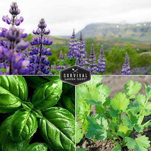 Popular Herb Seed Collection – 5 Heirloom Non-GMO Herbs for Culinary & Garden Use (Spearmint, Basil, Cilantro, Lavender & Parsley) – Indoor or Outdoor Growing Kit